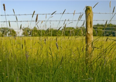 Grassy Field