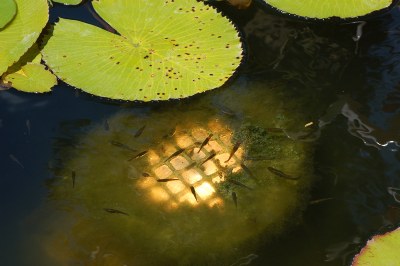 Tadpoles and the light