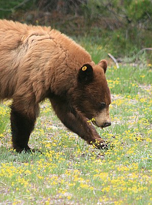 Please don't eat the daisies