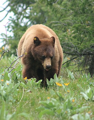 grizzly bear