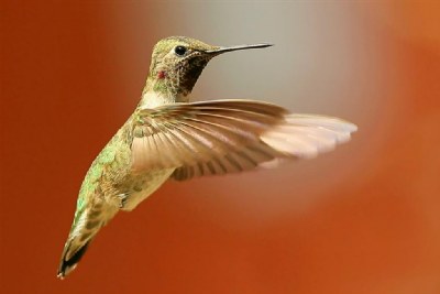 "Queenie" The Hummingbird