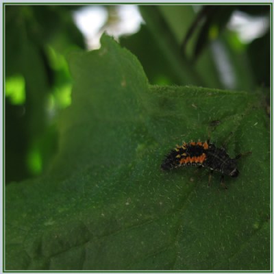 Bug Baby Larva Lady