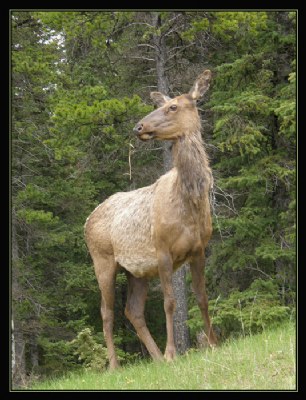 Canada 5 - Female Elk