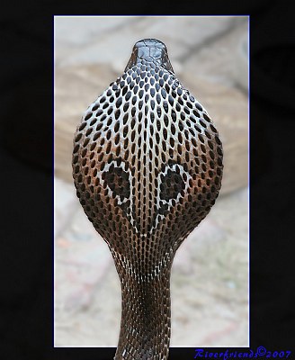 Cobra - Rear View Closeup