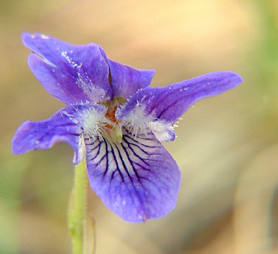 Early Blue Violet