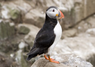 Puffin