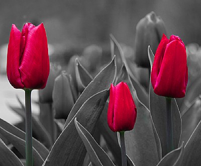 Red Tulips