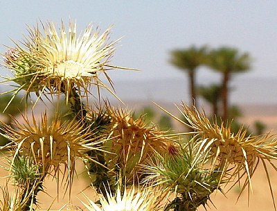 Desert Beauty II