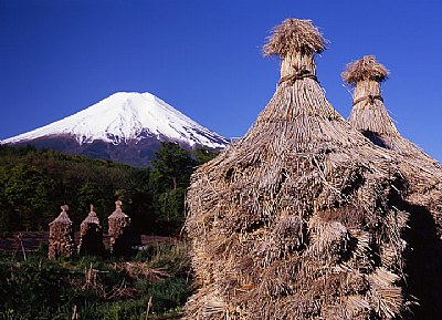 Rice Bales