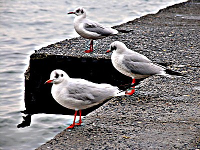 seagulls