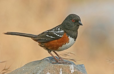 Spotted Towhee