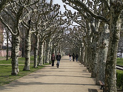 Paseo al lado del rio en Frankfurt