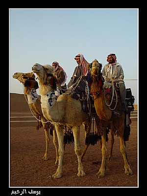 Camels - Janadriyah Festival