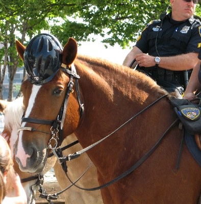 Horse Hat