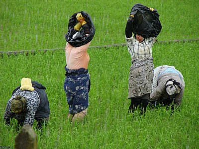 paddy workers