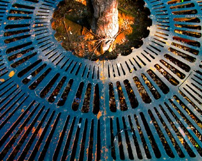 Tree in Park