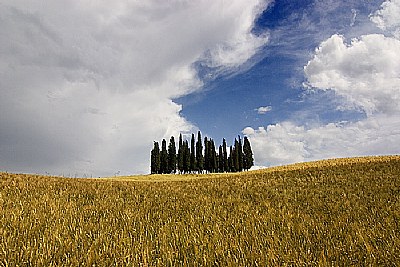 Toscana #1