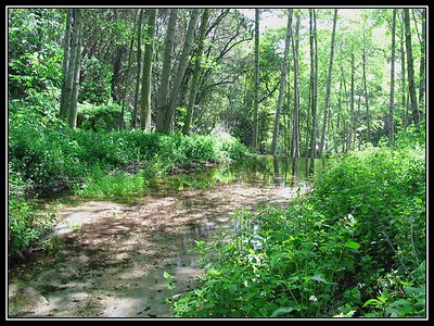 Creekside