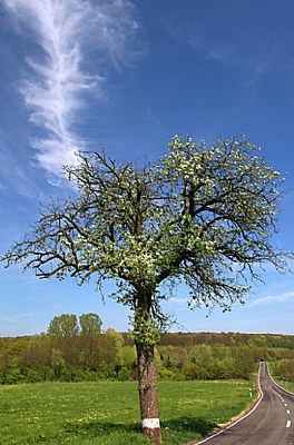 Spring in Luxembourg