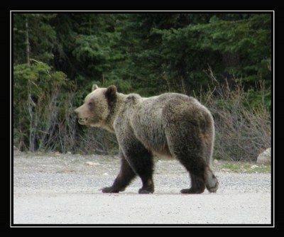 Canada 16 - Grizzly Mum