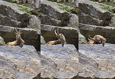 a very tired ibex