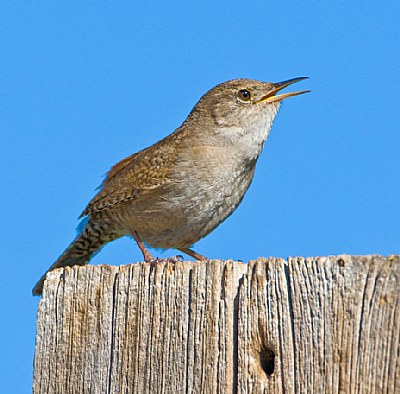Male House Wren Calling for mate.