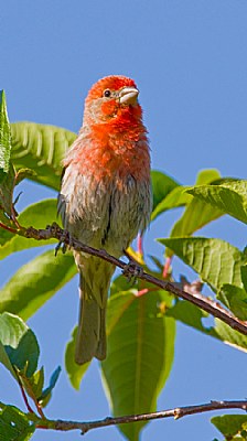 Male House Finch Calling