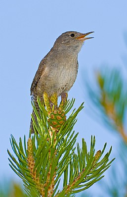 Male House Wren Calling for mate.