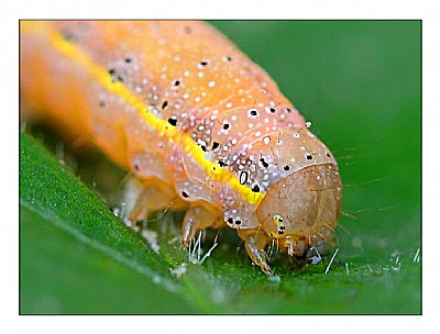 Hymenopterous larva