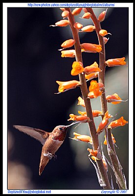 Brown Hummer 