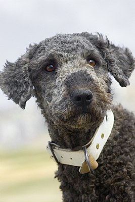 Shepherd Dog