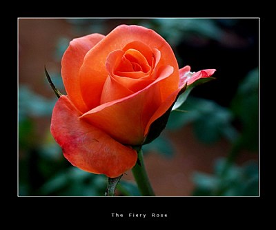 The Fiery Rose