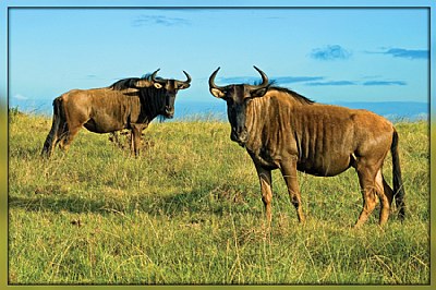 Blue Wildebeest