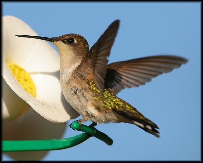 Ruby-throated Hummingbird (female)