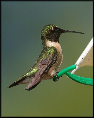 Ruby-throated Hummingbird (male)