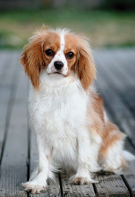 Sophie