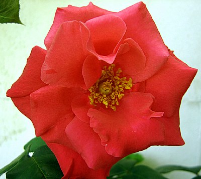 Platonic Rose