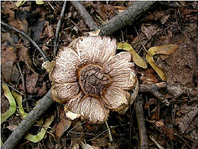 mushroom still