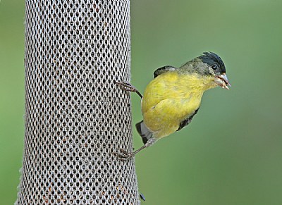 Lesser Goldfinch