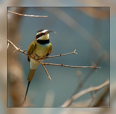 Bee-eater resting