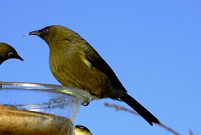 New Zealand Bellbird