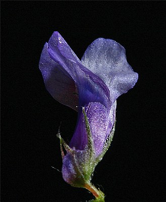 hairy vetch