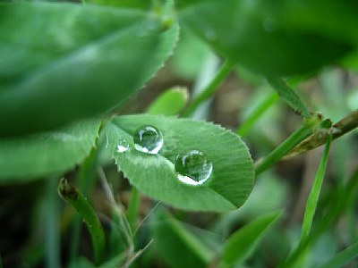 drops on leaf