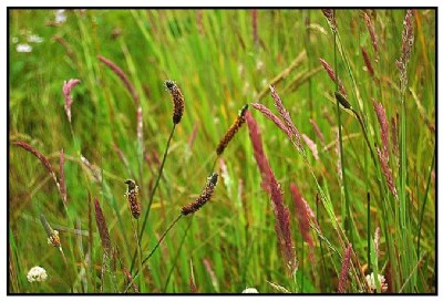 Wild Oregon Grass