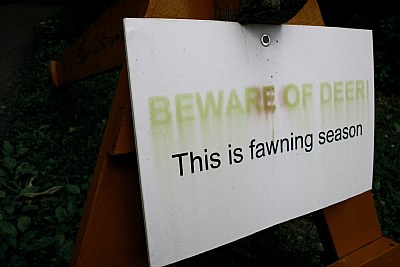 Fawning Fauna