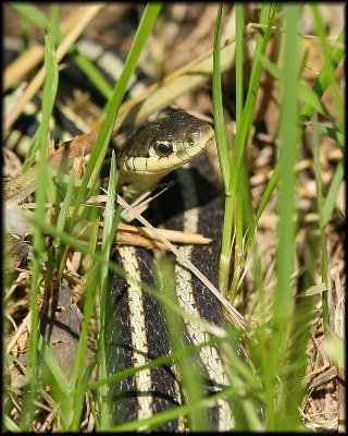 Snake-in-the-grass