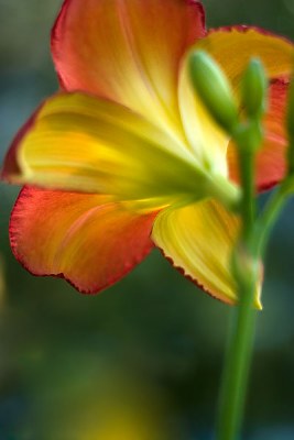 Garden Beauty