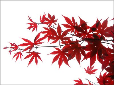 Red Leaves