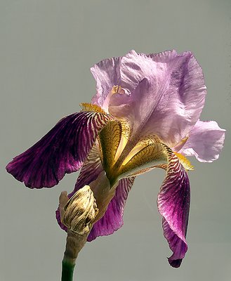 Iris