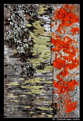 Lichen